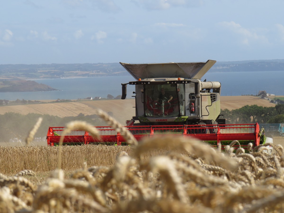 Moissonneuse CLAAS
